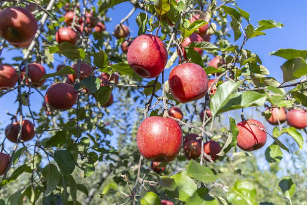 りんごの木と実、赤く熟したリンゴ、青空の下で育つ果樹園、奥富士アップルセンターの果物観光スポット.